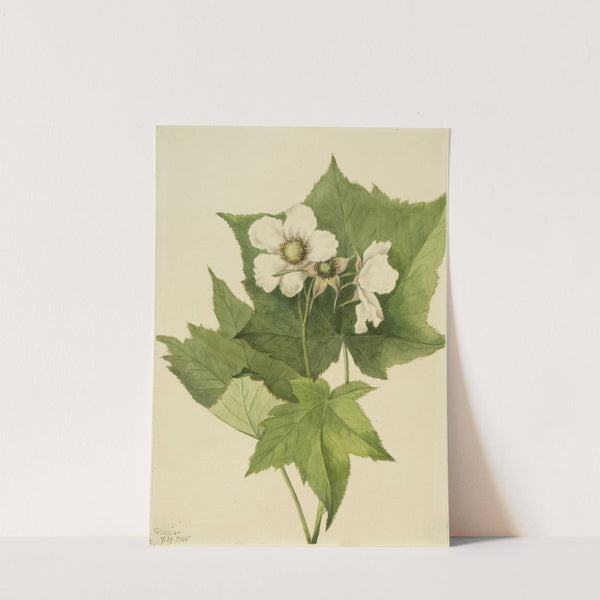 White Flowering Raspberry (Rubus parviflorus) (1905) by Mary Vaux Walcott
