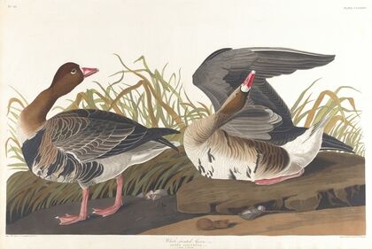 White-fronted goose