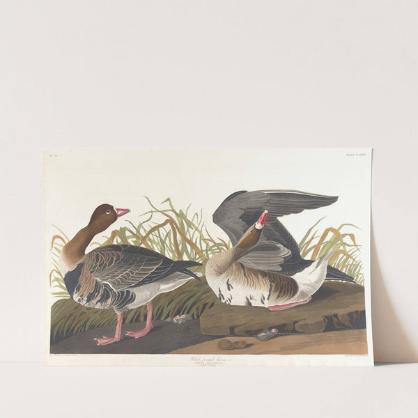 White-fronted goose by John James Audubon