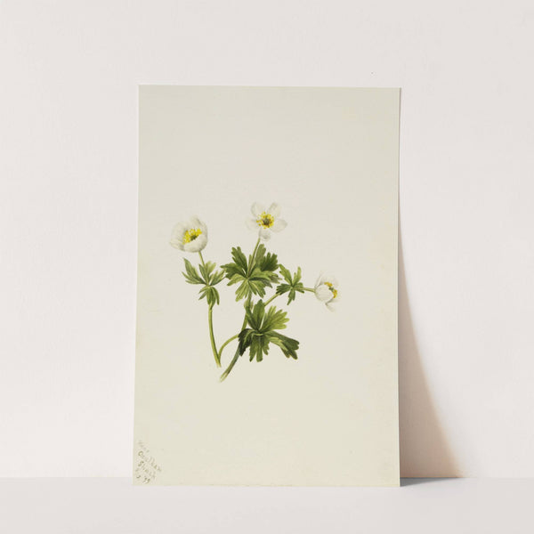 White Globeflower (Trollius albiflorus) (1899) by Mary Vaux Walcott
