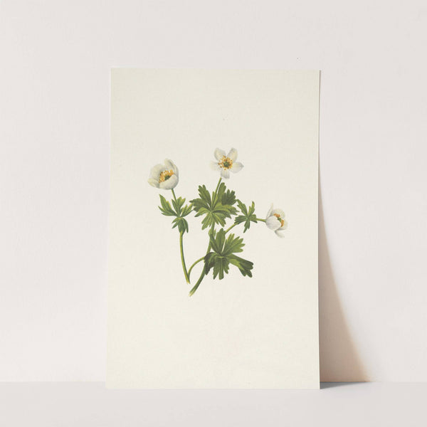 White Globeflower. Trollius albiflorus (1925) by Mary Vaux Walcott