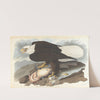White-headed eagle by John James Audubon