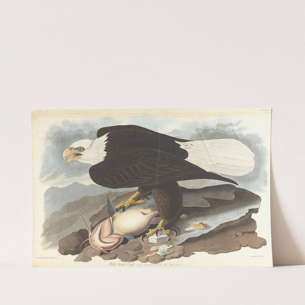 White-headed eagle by John James Audubon