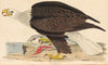 White-headed Eagle (1832)