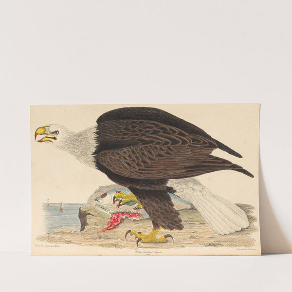 White-headed Eagle (1832) by Alexander Wilson