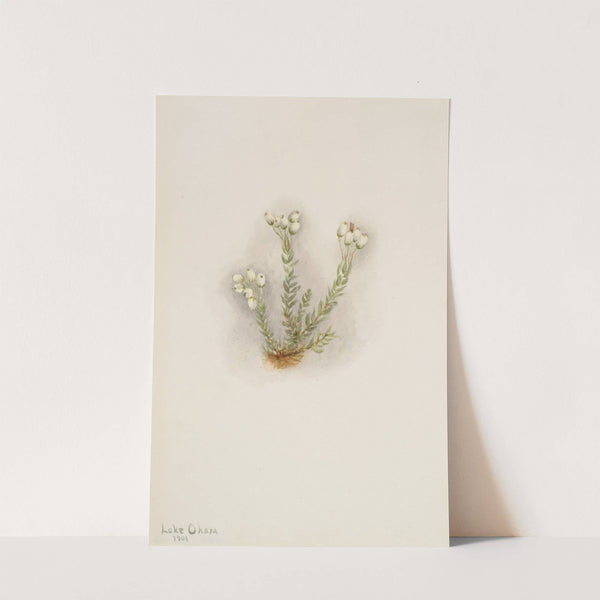 White Heather (Phyllodoce grandiflora) (1901) by Mary Vaux Walcott