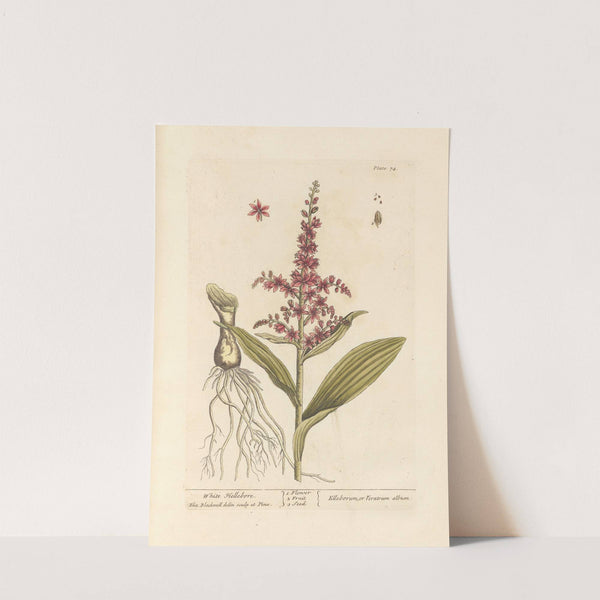 White hellebore by Elizabeth Blackwell