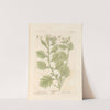 White henbane by Elizabeth Blackwell