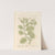 White henbane by Elizabeth Blackwell
