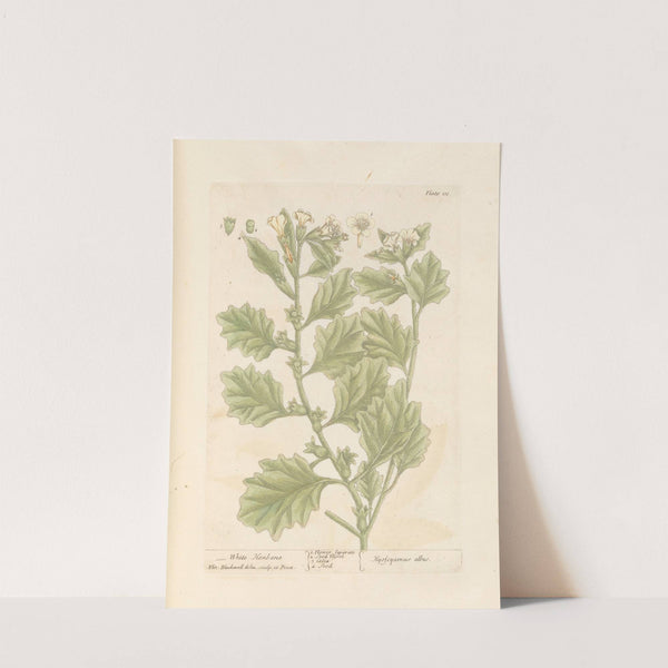 White henbane by Elizabeth Blackwell