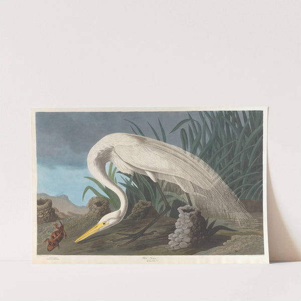 White heron by John James Audubon