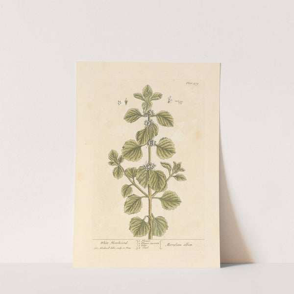 White horehound by Elizabeth Blackwell