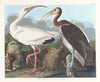 White ibis