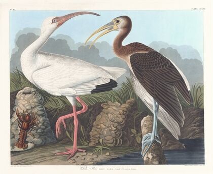 White ibis
