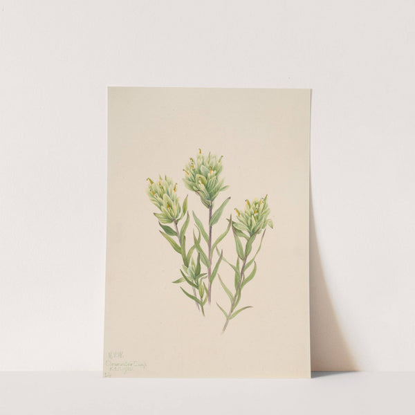 White Indian Paintbrush (Castilleja occidentalis) (1920) by Mary Vaux Walcott