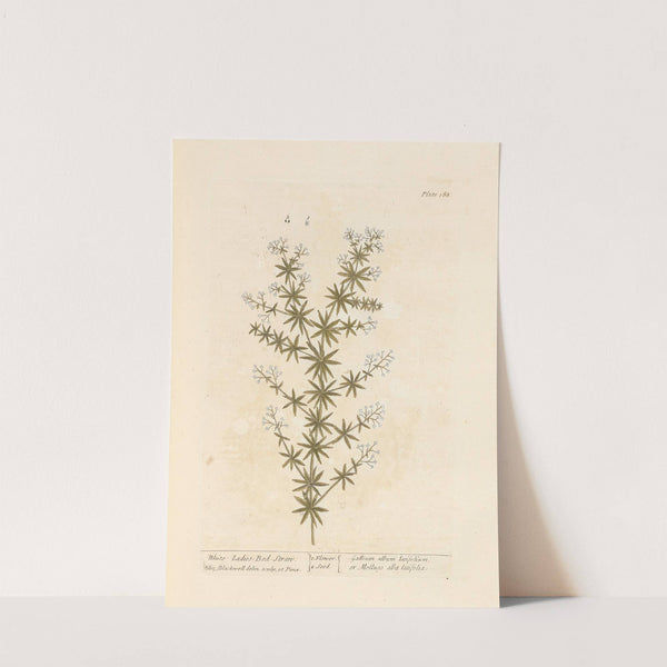 White ladies bed-straw by Elizabeth Blackwell