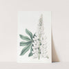 White large-leaved Perennial Lupine (1815-1819) by Sydenham Edwards