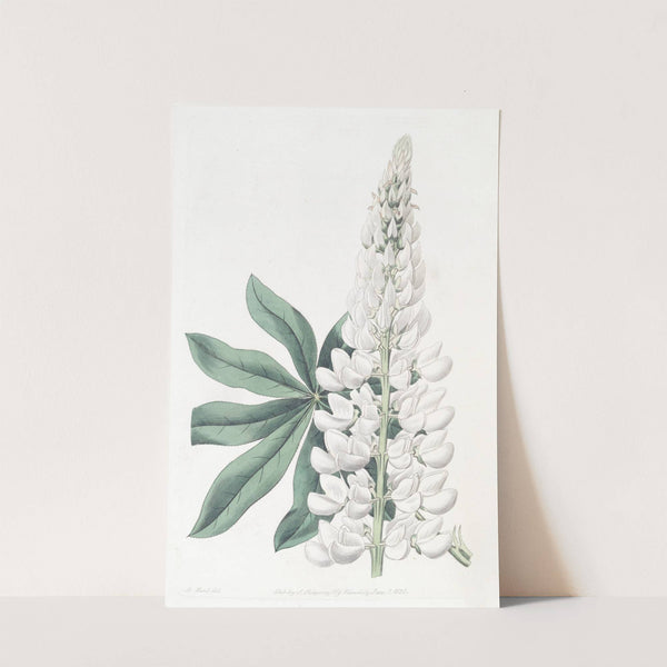 White large-leaved Perennial Lupine (1815-1819) by Sydenham Edwards