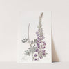 White-leaved Lupine by Sydenham Edwards