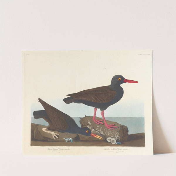 White-legged oyster-catcher. Slender-billed oyster-catcher by John James Audubon