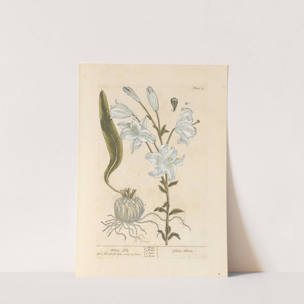 White lilly by Elizabeth Blackwell