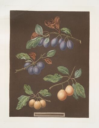 White masculine, Red masculine, Orange and Turkey Apricots. (1812)