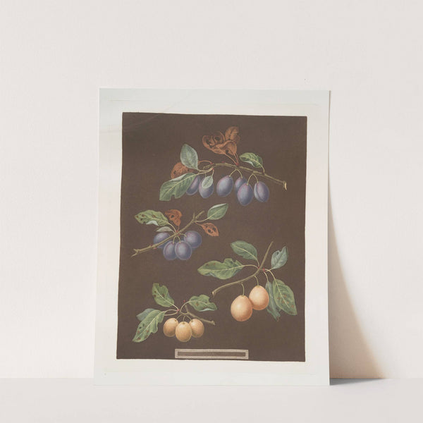 White masculine, Red masculine, Orange and Turkey Apricots. (1812) by George Brookshaw