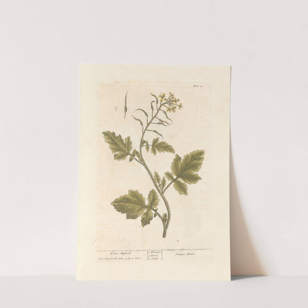 White mustard by Elizabeth Blackwell