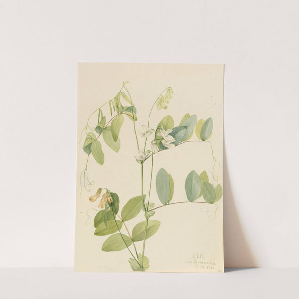 White Pea (Lathyrus ochroleucus) (1920) by Mary Vaux Walcott
