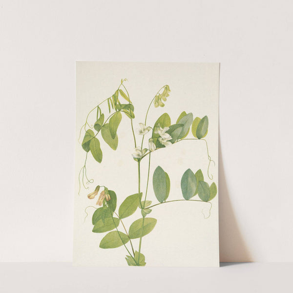 White Pea. Lathyrus ochroleucus (1925) by Mary Vaux Walcott