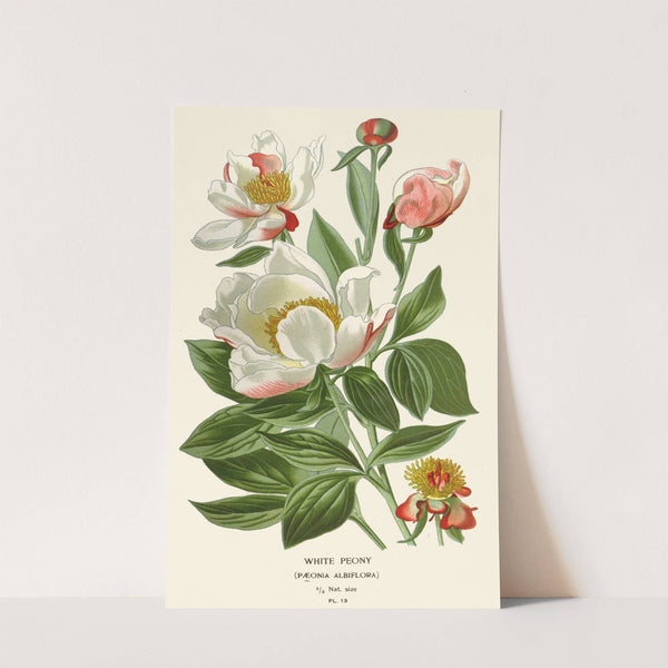 White Peony (1896-1897) by Edward Step