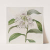 White Phaius (1815-1819) by Sydenham Edwards