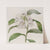 White Phaius (1815-1819) by Sydenham Edwards