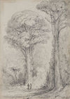 White Pine, Stokes Valley