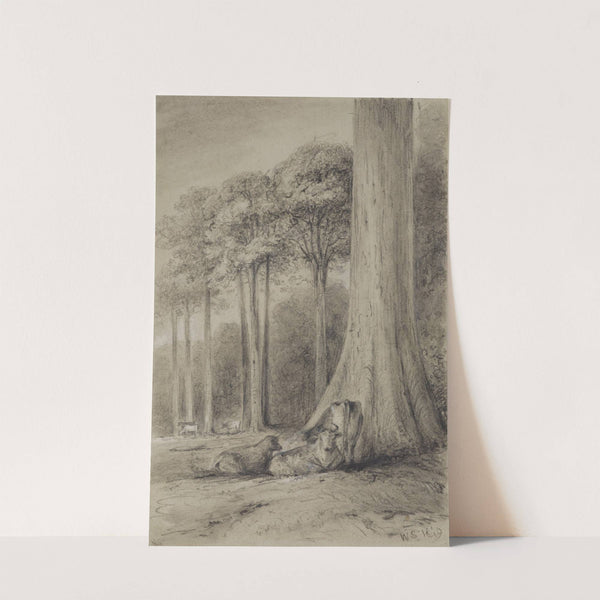 White pines, Hutt Forest by William Swainson