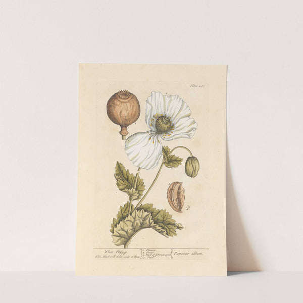 White poppy by Elizabeth Blackwell