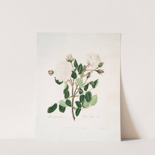 White provincialis by Mary Lawrance