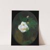 White Rose by James Stuart Park