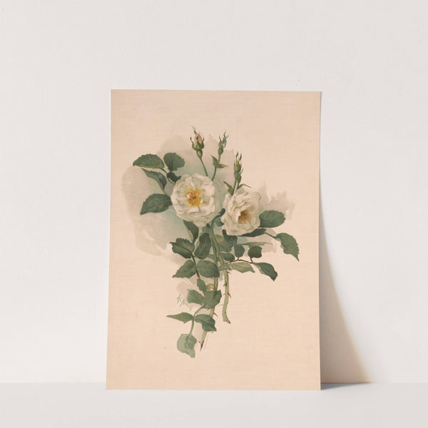 White roses on satin (1890) by Annie Nowell