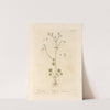 White saxifrage by Elizabeth Blackwell