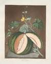 White seeded rock melon. (1812)
