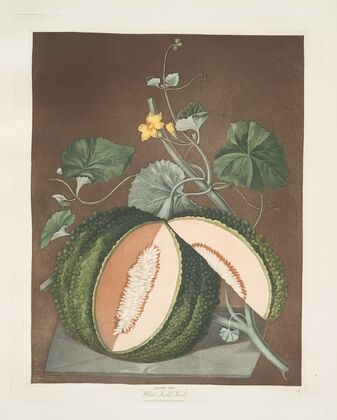 White seeded rock melon. (1812)