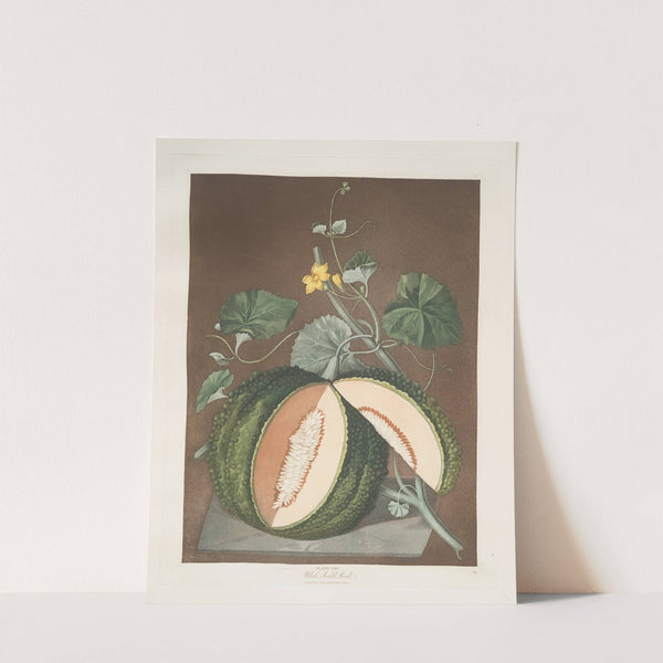 White seeded rock melon. (1812) by George Brookshaw