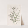 White Shizanthus (1815-1819) by Sydenham Edwards
