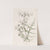 White Shizanthus (1815-1819) by Sydenham Edwards