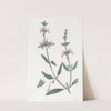 White-stemmed Stachys by Sydenham Edwards