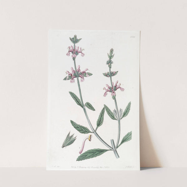 White-stemmed Stachys by Sydenham Edwards