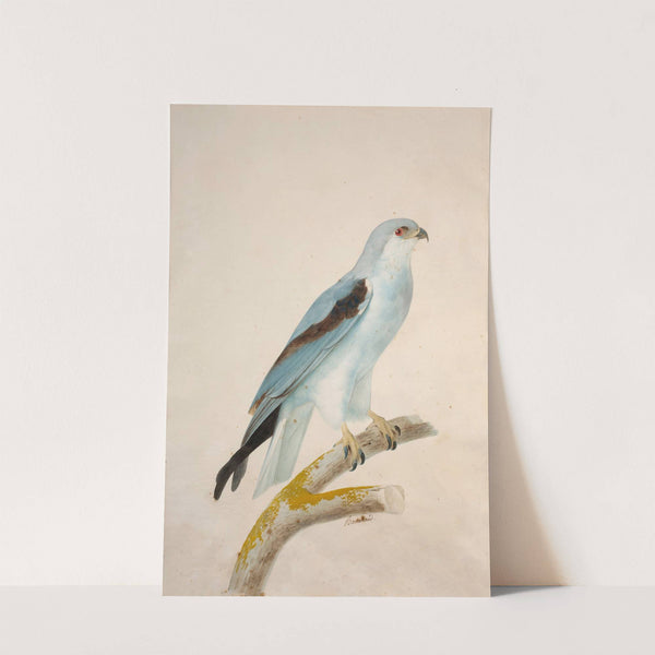 White swallow-tailed kite (elanoides forficatus) by Jacques Barraband