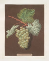 White sweet water grape. (1812)