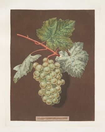 White sweet water grape. (1812)